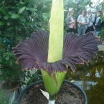 Amorphophallus_titanum plants