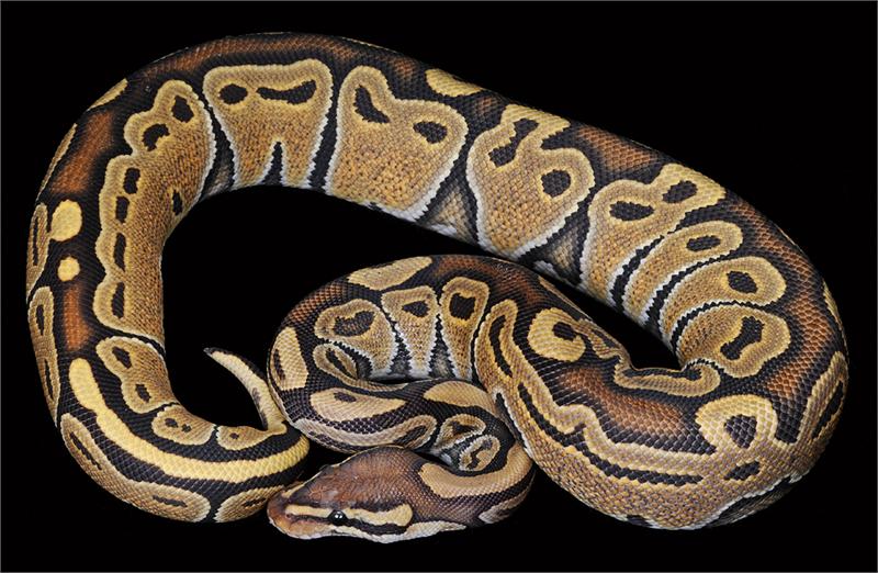 Ball-Python