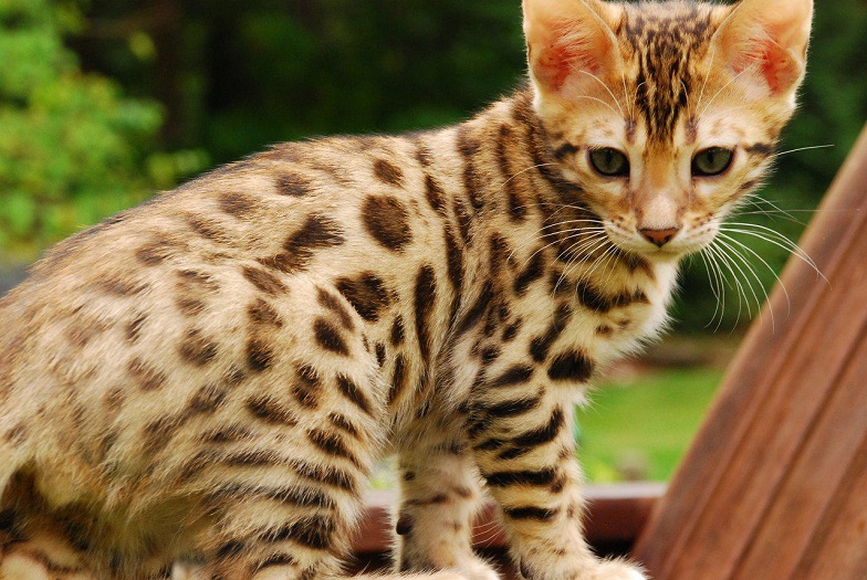 Bengal-Cat wild animals