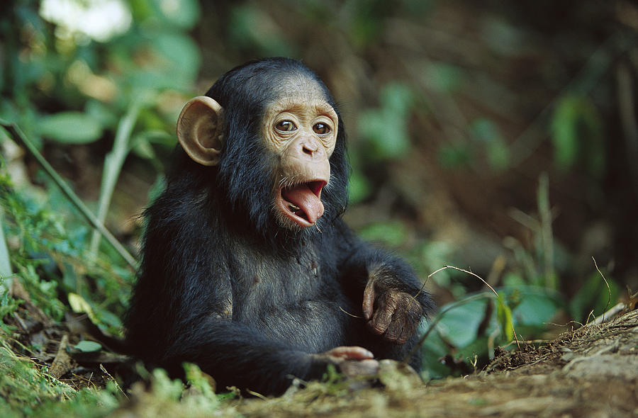 Chimpanzee