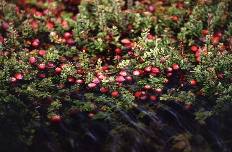 Cranberries