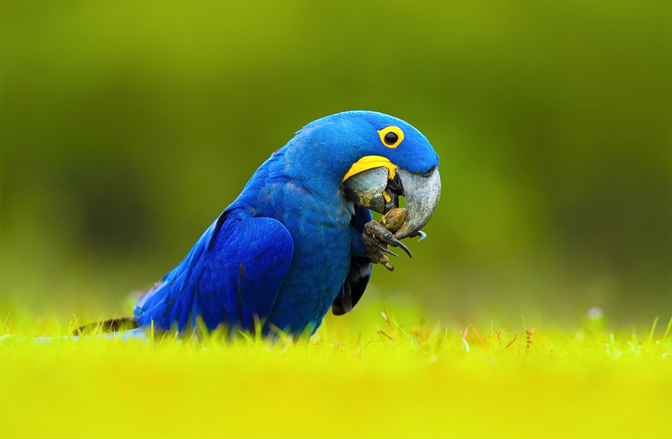 Hyacinth-Macaw