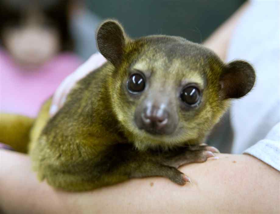 Kinkajou