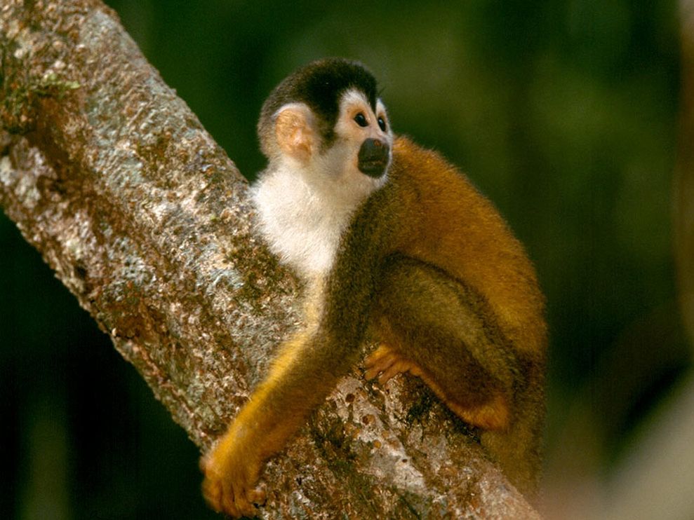 Squirrel-Monkey