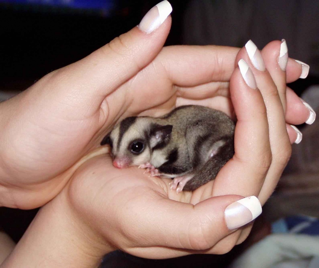 Sugar-Glider