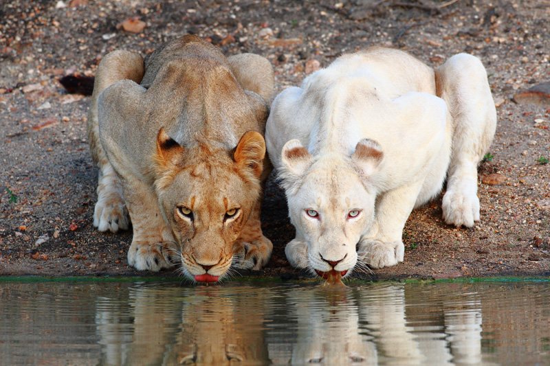 White-Lion wild animals