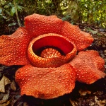 Rafflesia Flower