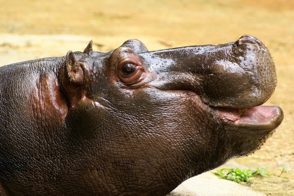 Hippo