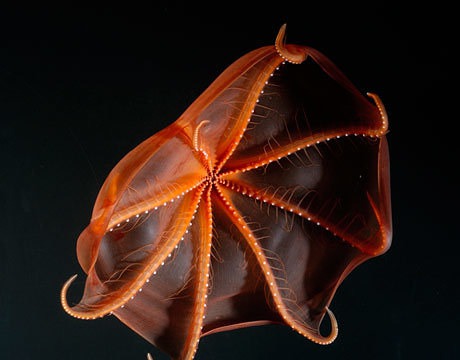 Bioluminescent Octopus