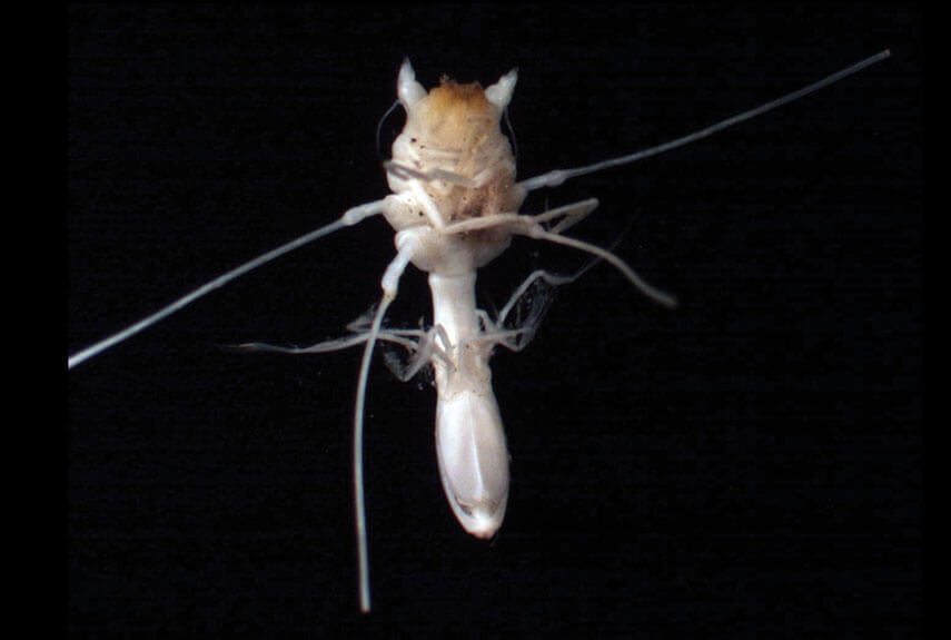 Munnopia Isopod