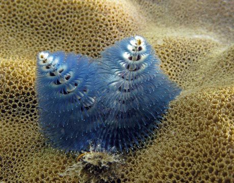 Christmas Tree Worm