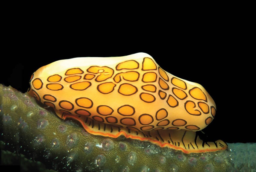 Flamingo Tongue Snail