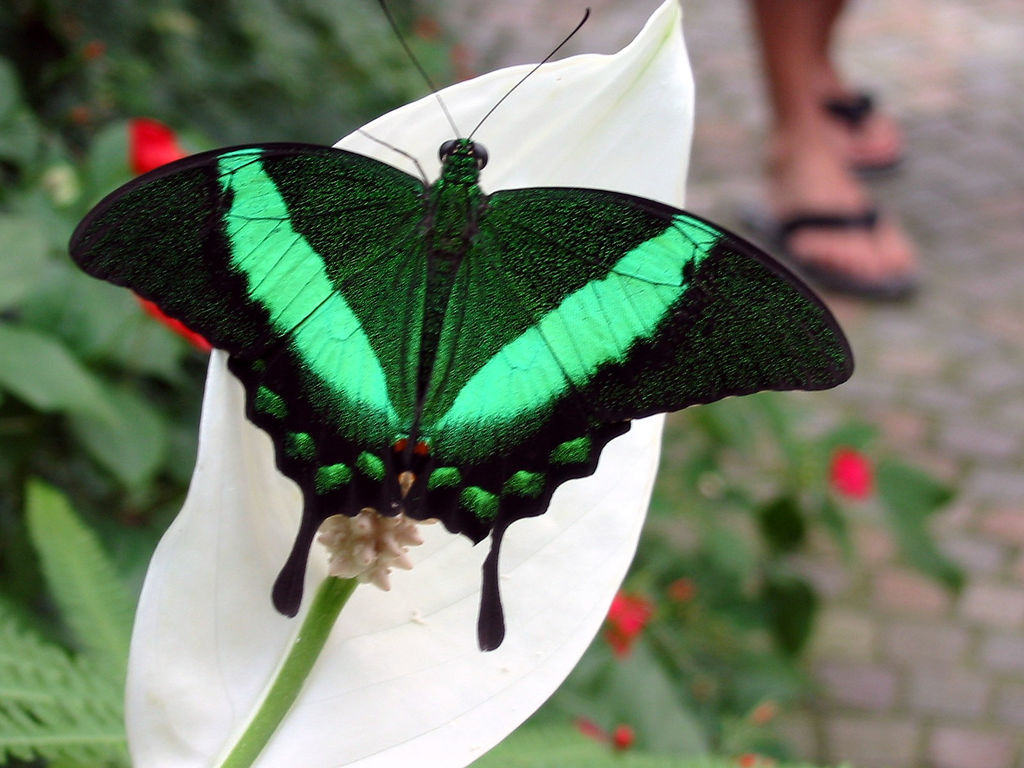 Papilio Blumei