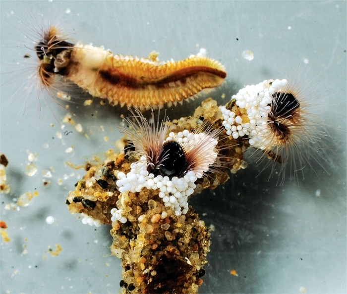 nature Sandcastle Worm