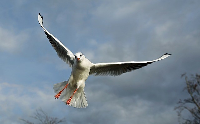 Seagull