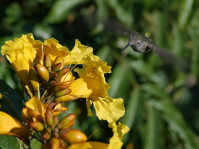 Humming Bird