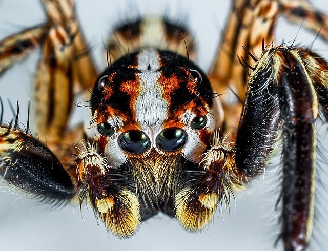 Jumping Spider - nature