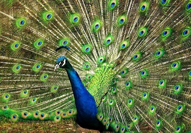 nature Peacock