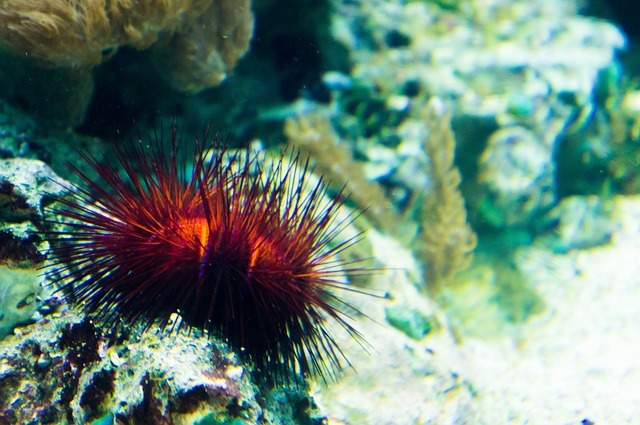 Sea Urchin