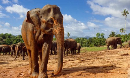 Herd of elephants to recharge