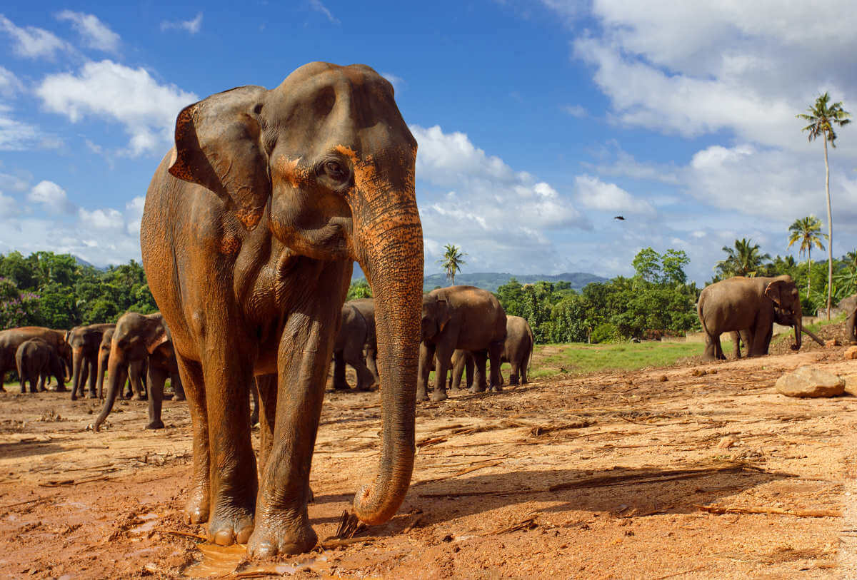 Herd of elephants to recharge